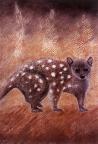 Quoll